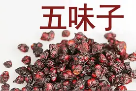 每天学习一味中药——五味子图片