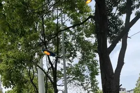 【城管冷知识】路灯灯光颜色会影响交通安全事故？看完我惊呆了......图片