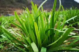 有一种“野草”长得普通，却是野菜中的极品，遇到已是幸运，珍惜图片