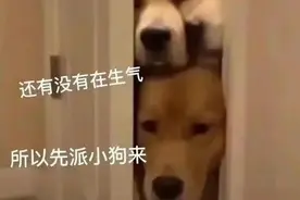 一组道歉表情包 ​​​图片
