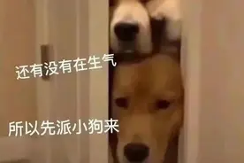 一组道歉表情包 ​​​图片
