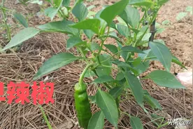 如果让辣椒结得早又多？只要做到这一点就可以了图片