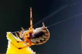 蜘蛛一次能吐出多少蛛丝，会不会丝尽蛛亡？真的会被人类“榨干”图片