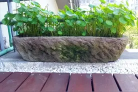 最爱喝“啤酒”的5种植物，1次能喝1瓶，不仅叶片肥绿，还疯长图片