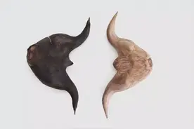 菱角，秋三宝之一图片