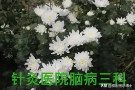 降火用滁菊，明目用贡菊，清咽用杭菊图片
