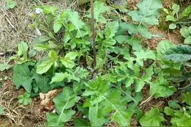 酷似蒲公英，民间俗称“还魂草”，到底有啥价值？大家来认识一下图片