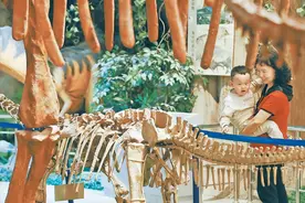 探秘新疆第一具装架恐龙化石标本图片