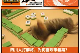 四川人打麻将，为何喜欢带着猫？图片