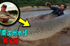 淡水界“食人鲨”，放生的鳄雀鳝有多可怕？一条鱼端了整个湖图片