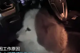 主人因工作原因想将狗送人，汪却赖在车上，怎么也不愿意下车图片