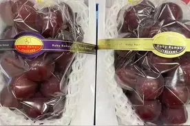 世界最贵的葡萄-罗马红宝石葡萄，普通人吃不起？图片