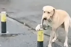 每日一笑，王牌飞行员申请出战图片