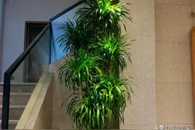 室内养的镇宅“龙血树”，太争气了，枝繁叶茂，满屋清香图片
