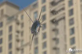 十余家窗户接连遭钢珠“袭击”，警方介入调查图片