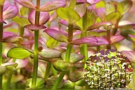 水缸造景植物鉴定系列三图片
