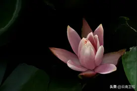 睡莲花开，美翻了图片