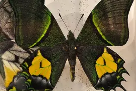 世界十大著名蝴蝶，榜首只在中国有图片