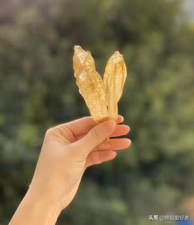 平民的花胶是什么意思 2026年花胶是什么意思啊