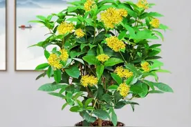 开春，养这5种“香香花”，好养易开花，一盆就能香满屋图片