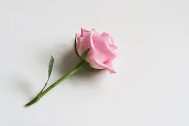 异性之间，关系再好，也不能如此联系对方图片