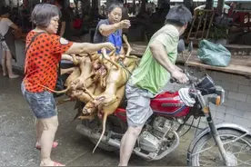 这辈子我再也不去玉林，狗狗无声乞求的样子是我这辈子都忘不了的图片