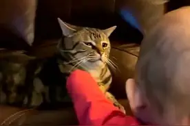 快跑！猫咪想刀你的时候，眼神是藏不住的~图片