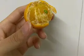 放了半个月的小橘子发芽了，食物发芽能不能吃？图片