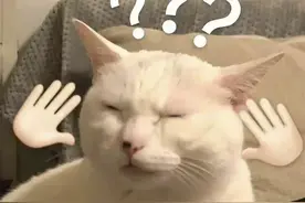 猫猫表情包｜听我说谢谢你图片