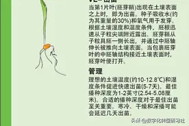 农业科普 | 玉米的一生，建议收藏！图片