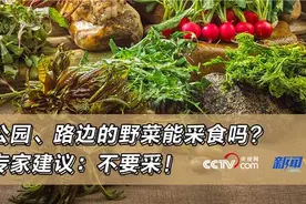 公园、路边的野菜能采食吗？专家建议：不要采！图片