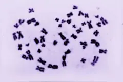 科学家在同一个人身上创建出男性（XY）和女性（XX）染色体图片