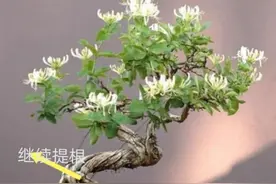 制作金银花盆景，别用截干蓄枝法，做好这4点，桩头长得旺图片