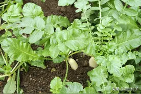 秋季种植白菜、白萝卜，用白醋搭配自制的菌液喷洒，防虫效果好图片