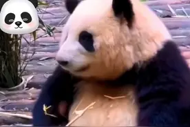 网红熊猫花花被游客喊“胖子”，大摇大摆的小公举愣了一秒钟图片