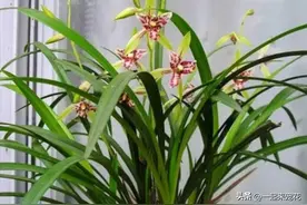 养花高手养兰花有技巧，2个动作经常做，根壮叶绿猛开花图片