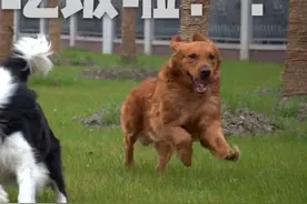 除了狗粮，可以给狗狗喂点什么？图片