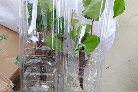 网购的植物刚到手按照这几步处理，养花不费事，少费钱图片