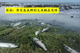 实拍：库页岛成群大鱼躺在草滩，大多半米长一条，网友眼馋图片