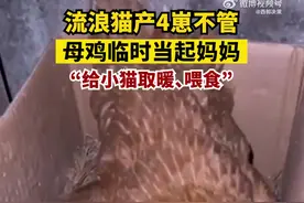 母鸡给4只小奶猫当临时妈妈图片
