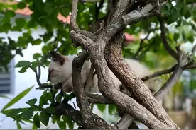 为什么会说猫咪离世后，不能埋，离不开这些原因图片