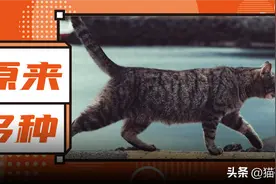 为啥有的猫咪走路会顺拐？有的是外八？图片