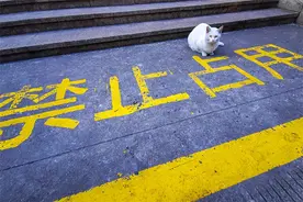 七夕会摄影 | 手机宠物趣影图片