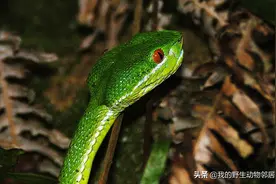 那年夏天的黄昏，我与剧毒蛇邂逅在深山图片