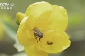 什么？蜂蜜这么苦还这么贵图片