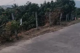 海南地方习俗-清明节系列之土葬（一）图片