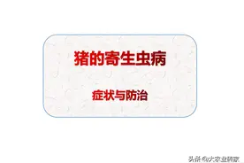 养猪秘籍-猪的寄生虫病症状与防治图片