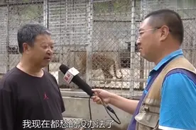 河北老人养虎22年，被吃掉数千万家产！野外大猫到底有多能吃？图片