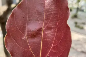 读经打卡图片