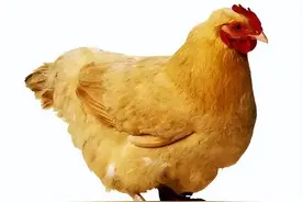 养鸡咳嗽呼噜是什么原因 鸡老是打呼噜咳嗽怎么办图片